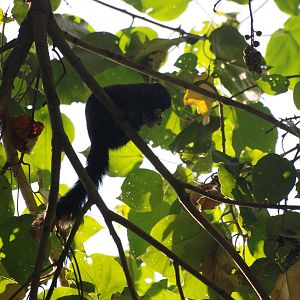 Gambian Sun Squirrel at Bishangari Lodge, 14/10/14