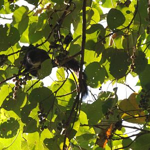 Gambian Sun Squirrel at Bishangari Lodge, 14/10/14