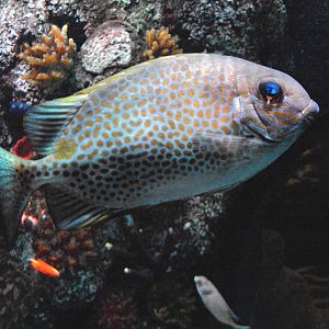 Gold Saddle Rabbitfish (Siganus guttatus)
