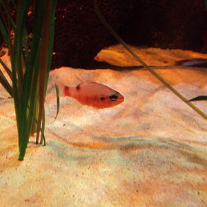 Goldline Cardinalfish (Apogon cyanosoma)