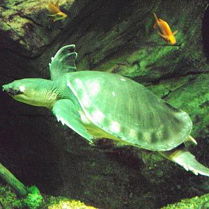Pig-nosed Turtle