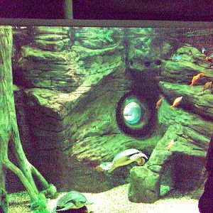 View of Pig-nosed Turtle tank