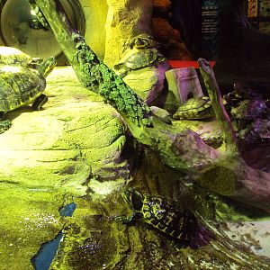 View of part of the Terrapin exhibit