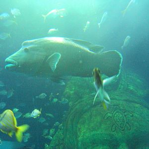 Napoleon Wrasse (Cheilinus undulatus)