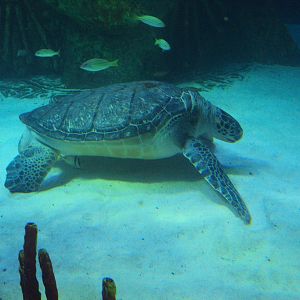 Green Sea Turtle