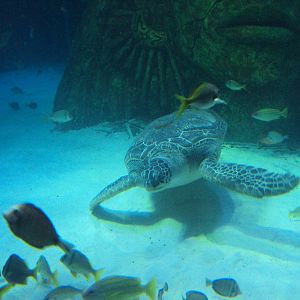 Green Sea Turtle and fish