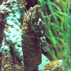 Lined Seahorse (Hippocampus erectus)
