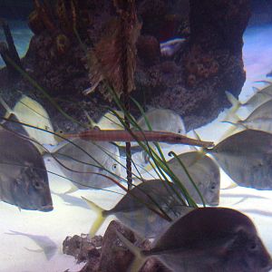 Lookdown Fish and Trumpetfish