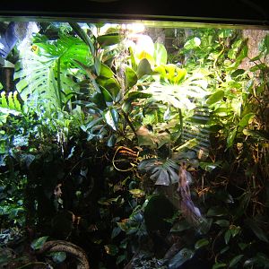 Main Rain Forest Viv