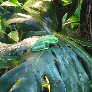 Trinidadian Monkey Frog (Phyllomedusa trinitatis)