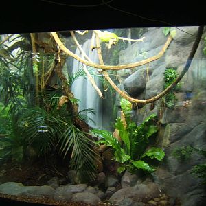 View of Green Tree Python exhibit