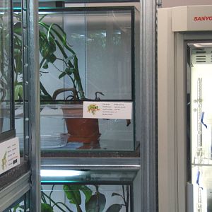 View of part of the amphibian breeding room