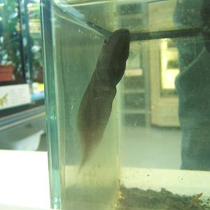 Splendid Leaf frog Tadpole
