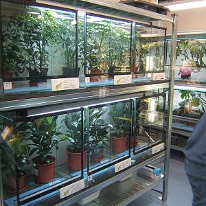View of part of the amphibian breeding room
