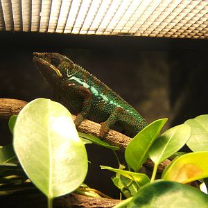 Panther Chameleon