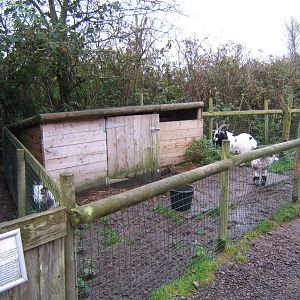 Pygmy Goat enclosure