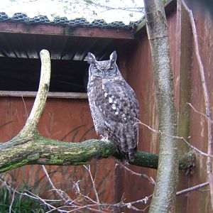 African Spotted Eagle Owl