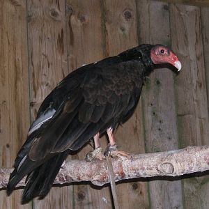 Turkey Vulture