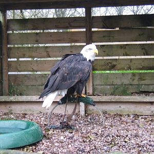 Bald Eagle
