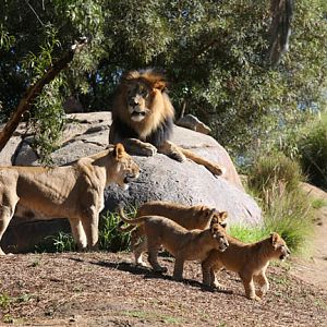 lion family