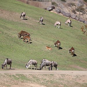 wildebeest, roan, gemsbok