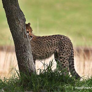 cheetah cub