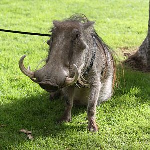 warthog demonstration