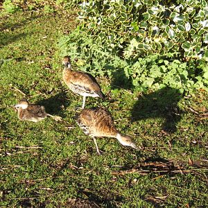 Black-billed Whistling Duck