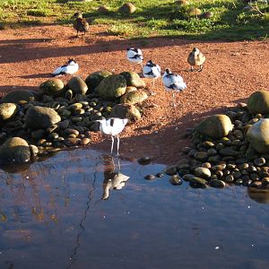 Avocet and African White-backed Duck