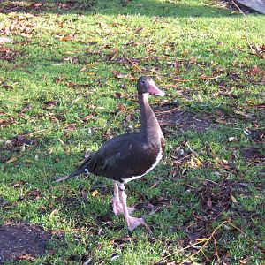 Black Spur-winged Goose
