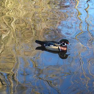 American Wood Duck male