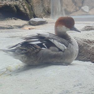 Smew
