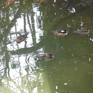 Hooded Mergansers