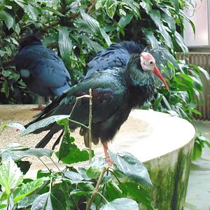 Southern Bald Ibis