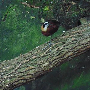African jacana (Actophilornis africanus)