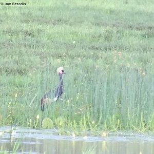 Cowned Crane outside normal range?