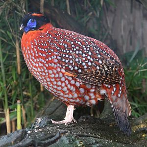 Temminck's Tragopan (Tragopan temminckii) male