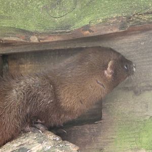 European mink