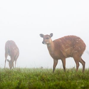 Sitatunga : Whipsnade : 30 Nov 2014