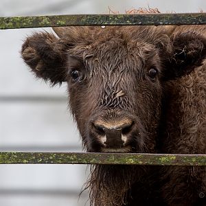 Wisent / European bison : Whipsnade : 30 Nov 2014