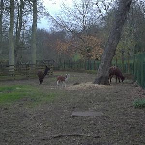 Alpaca paddock vista, 30th November 2014