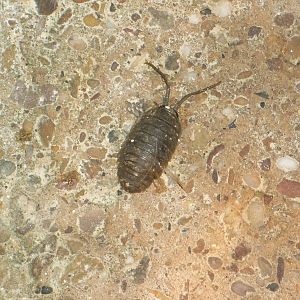 Invertebrate identification please, 29th November 2014