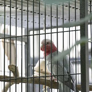 Rose-Breasted Cockatoo