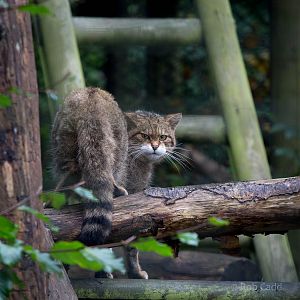 Scottish wildcat : Port Lympne : 17 Oct 2014