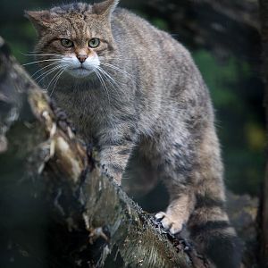 Scottish wildcat : Port Lympne : 17 Oct 2014