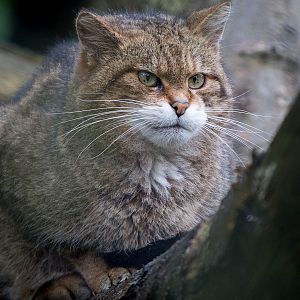 Scottish wildcat : Port Lympne : 17 Oct 2014