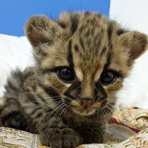 Margay, 1 month.