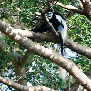 Guereza at Bishangari Lodge, 14/10/14