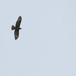 Mountain Buzzard at Bishangari Lodge, 14/10/14