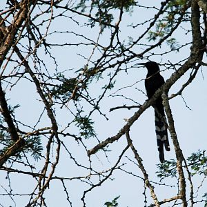 Black-billed Wood Hoopoe at Bishangari Lodge, 14/10/14